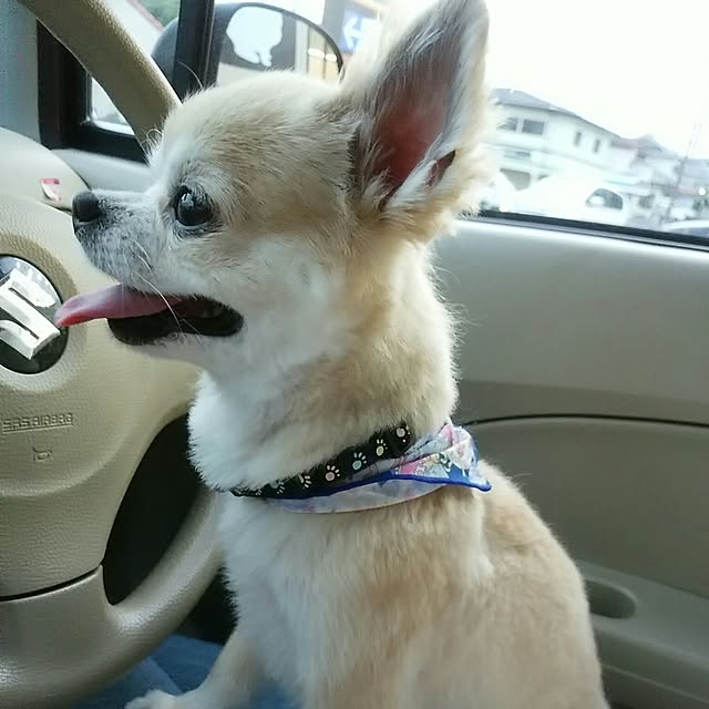 sasukeさんの実例写真