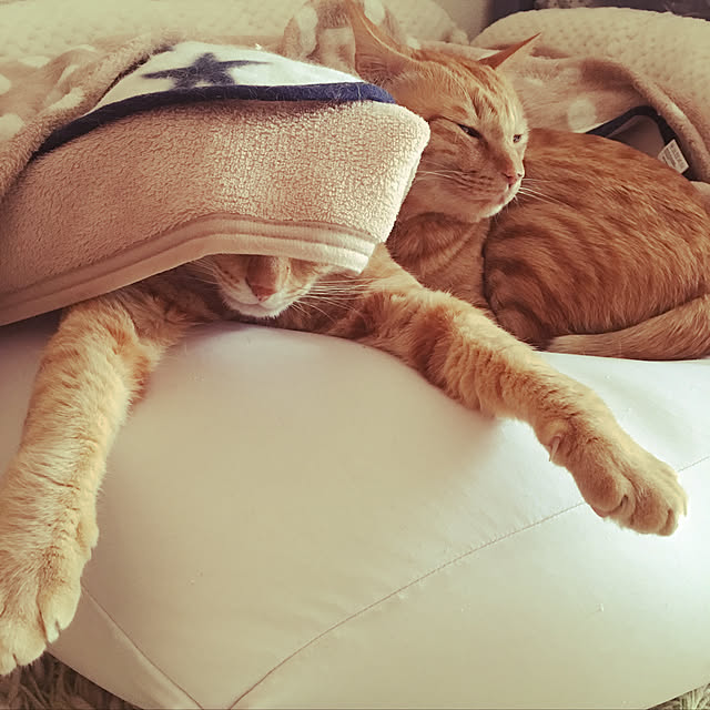 kinokoさんの実例写真