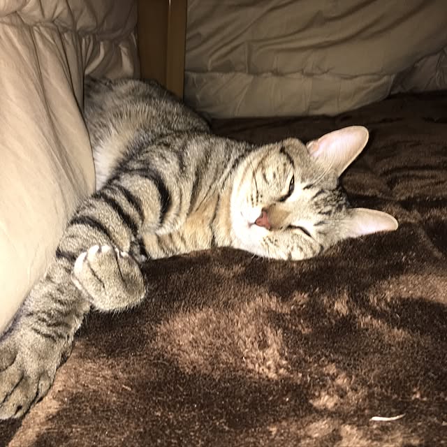 baronkotarouさんの実例写真