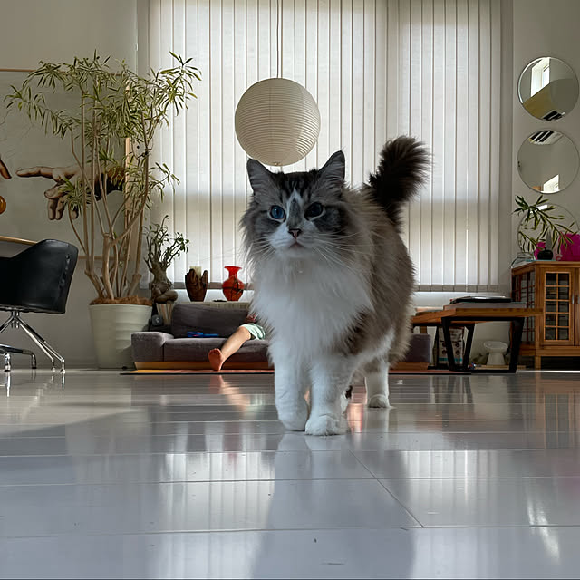 nonononakaさんの実例写真