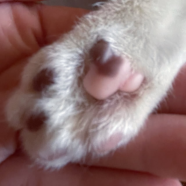 nekosamaさんの実例写真