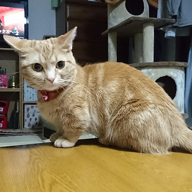 shinobuさんの実例写真