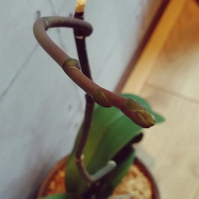 tomopiさんの部屋