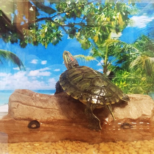 mikiさんの実例写真
