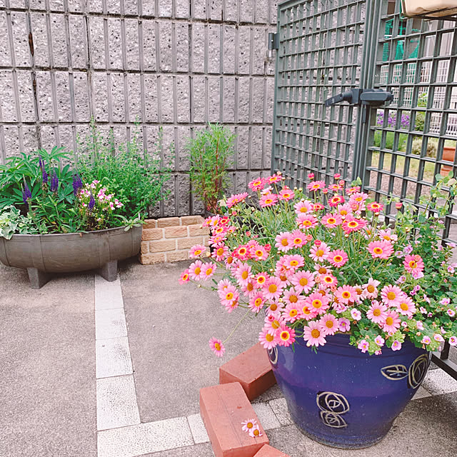 cyaroさんの実例写真