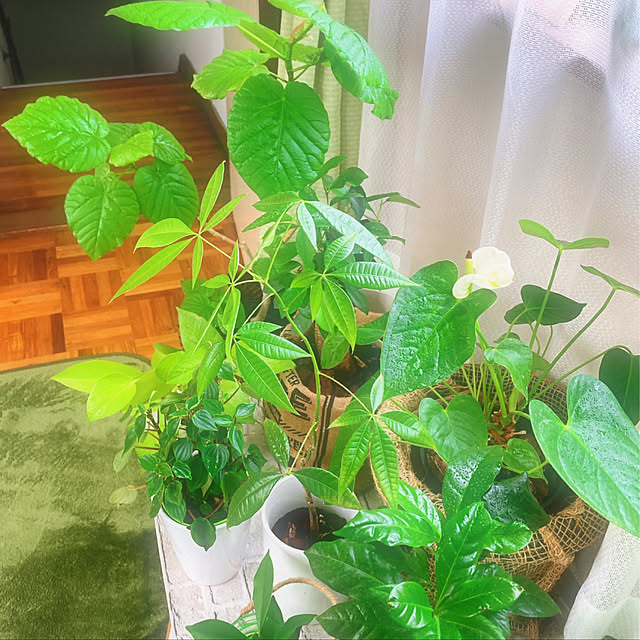 mommyさんの実例写真