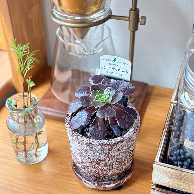 faunさんの部屋