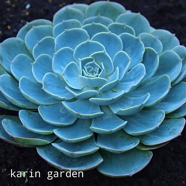karinさんの実例写真