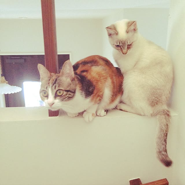 ntsahさんの実例写真
