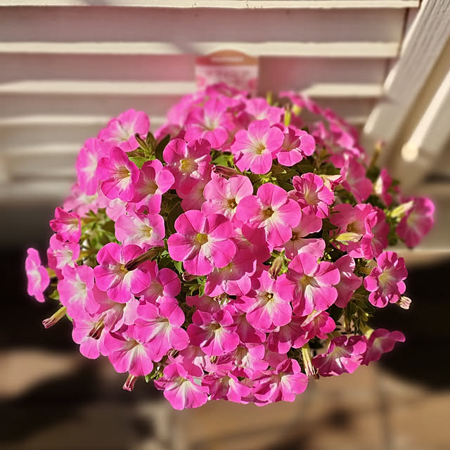 VERANDARJUNさんの実例写真