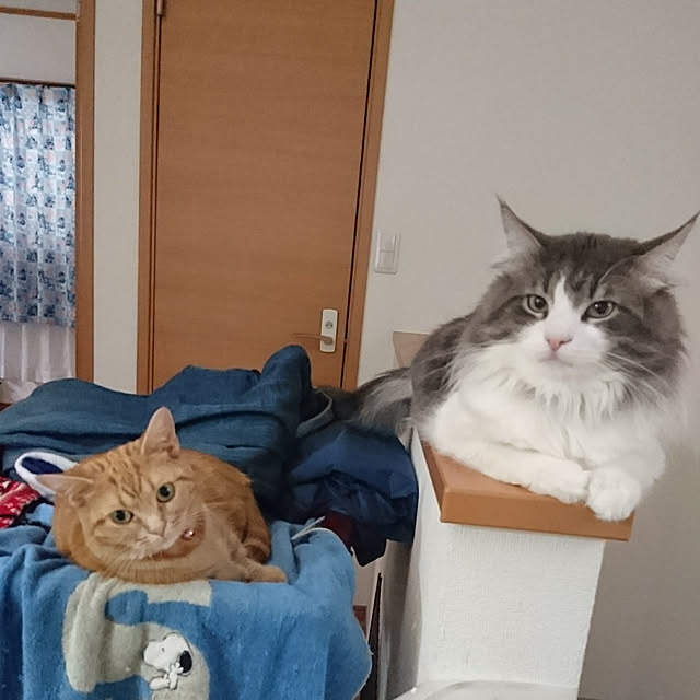 shinobuさんの実例写真