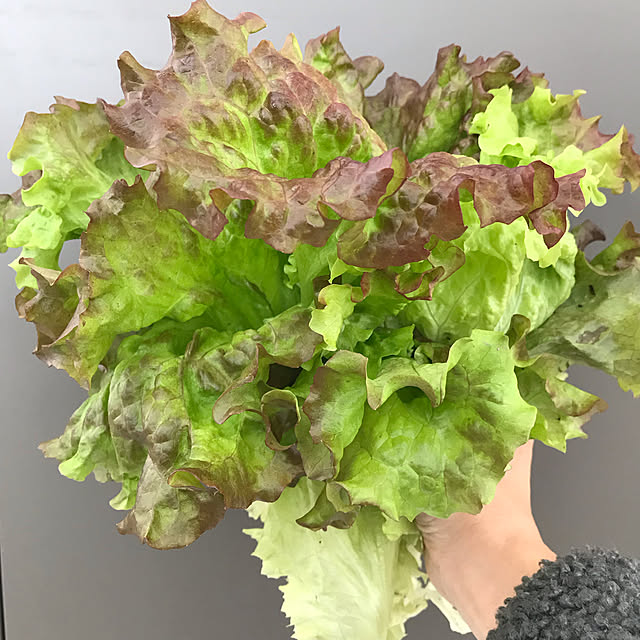 riakanaさんの実例写真