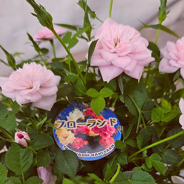 mocomocoさんの部屋