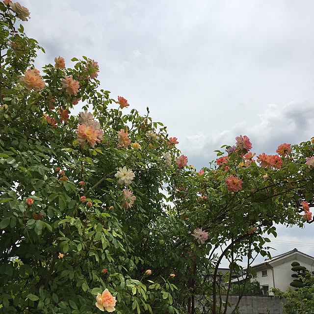 shigimiさんの実例写真