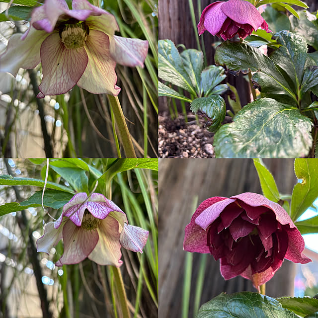 mameshibaさんの部屋