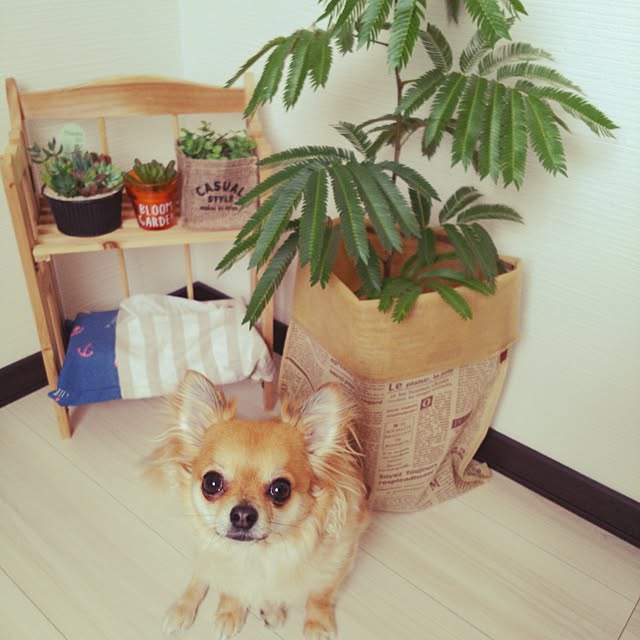 kojikojiさんの実例写真
