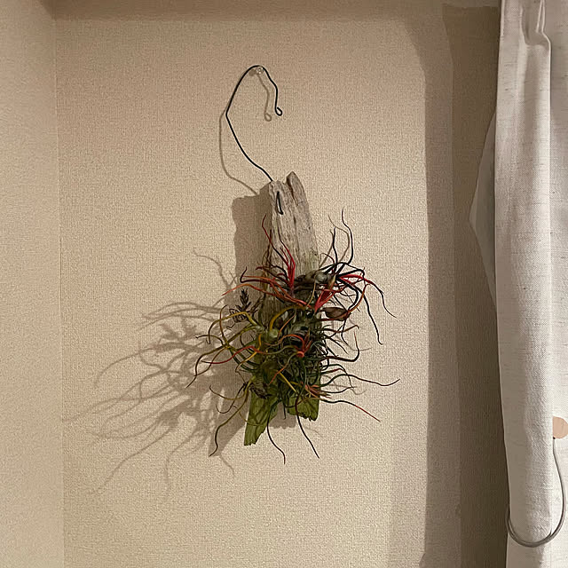 観葉植物/壁/天井のインテリア実例 - 2022-02-12 23:33:09