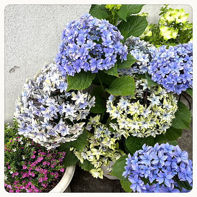 C-C.chanさんの実例写真