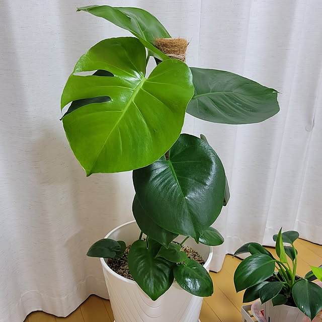 mikiroyさんの実例写真