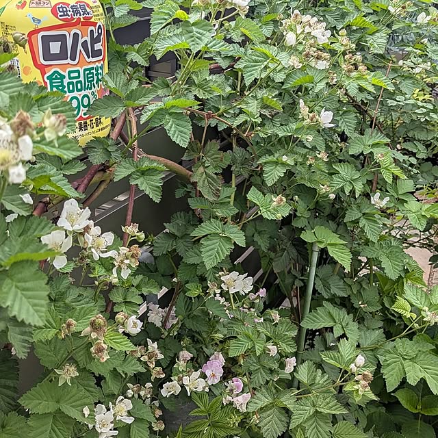 nolleyさんの実例写真