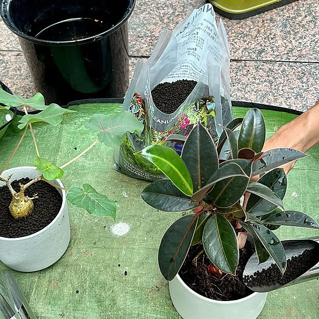 Royal_Gardeners_Clubさんの部屋