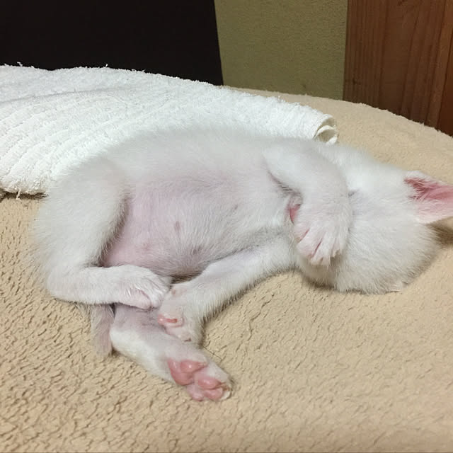 unataroさんの実例写真