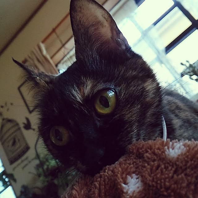 mcomcoさんの実例写真