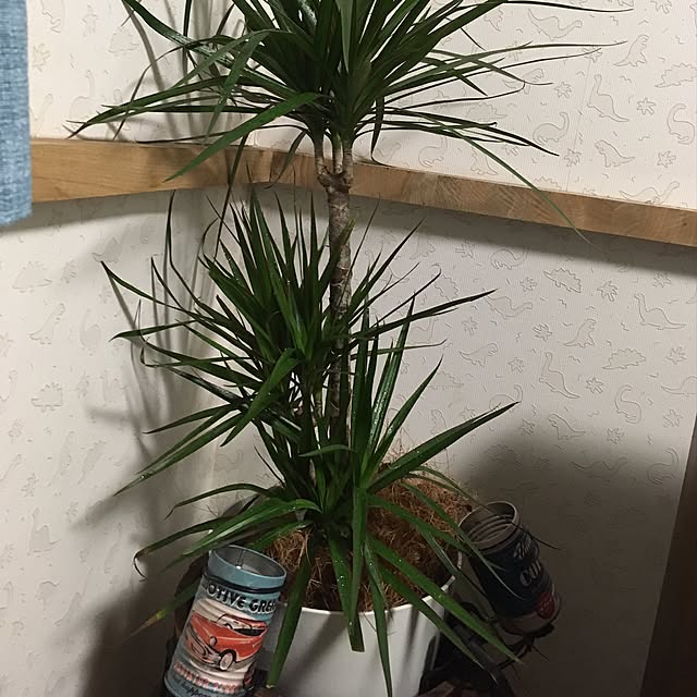 Kazさんの実例写真