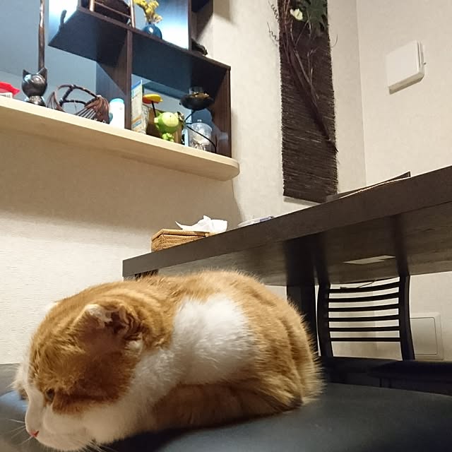 ikkyu91さんの実例写真