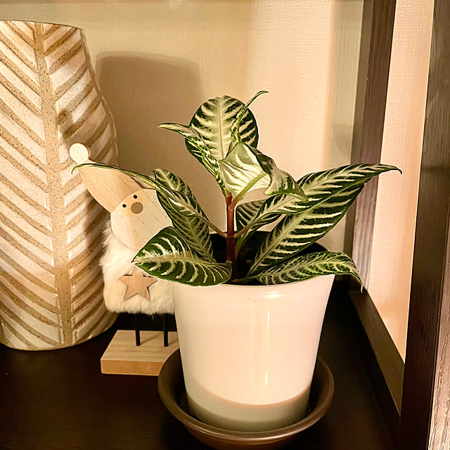 shidakaさんの実例写真