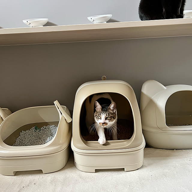 neko_daisukiさんの実例写真