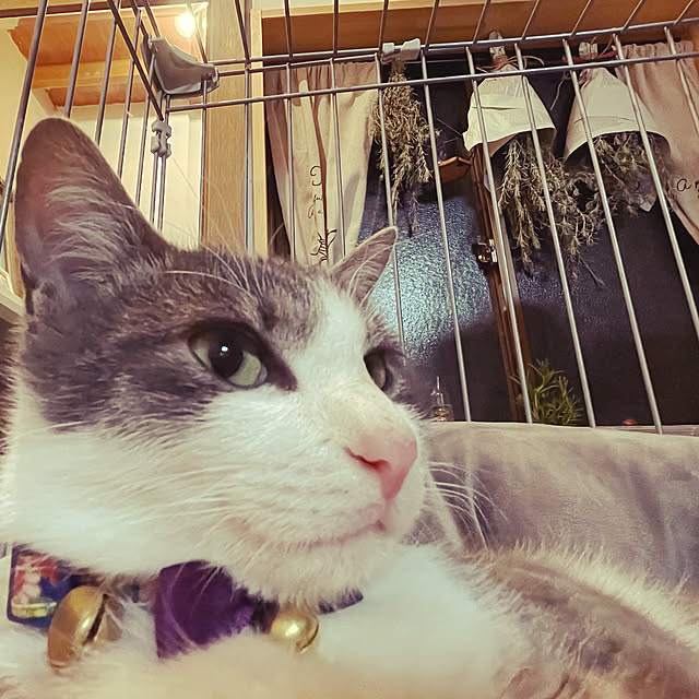 nekosamaさんの実例写真
