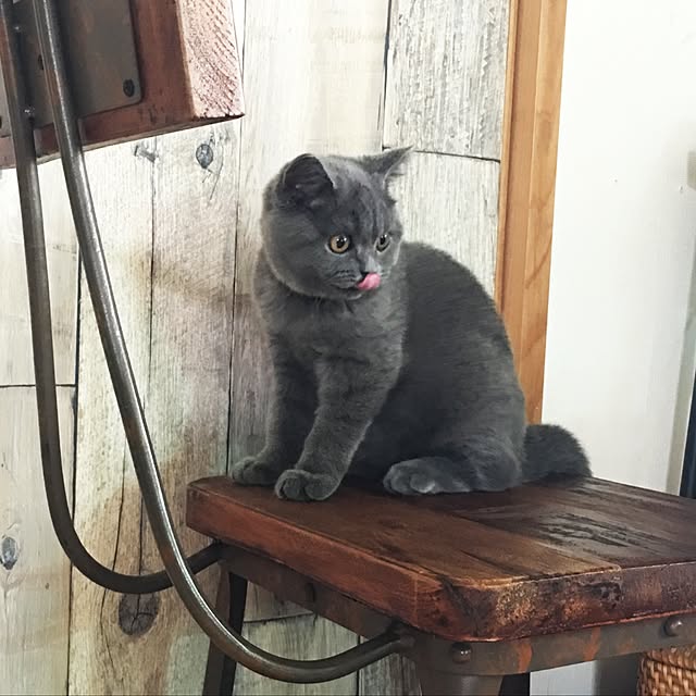 chappiさんの実例写真