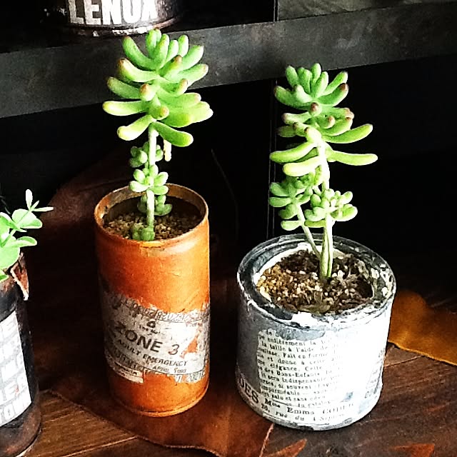 多肉植物の棚のインテリア実例 ｜ RoomClip（ルームクリップ）