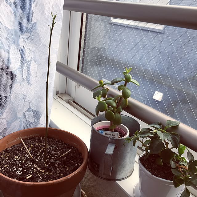 k_dinoさんの実例写真
