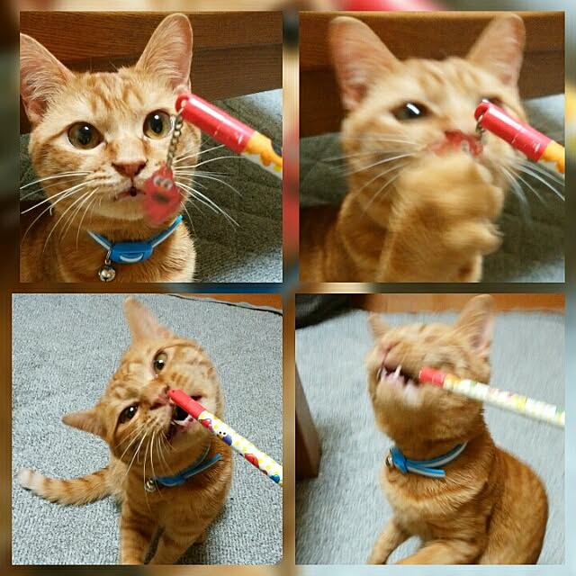 yum0408さんの実例写真