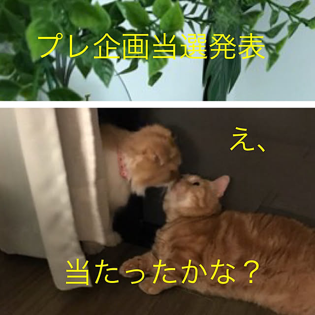 m.kantoh18_mikkoさんの実例写真