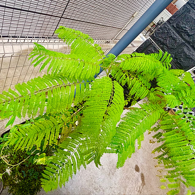 tututu0204さんの実例写真