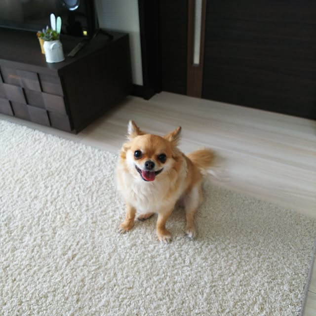 kojikojiさんの実例写真
