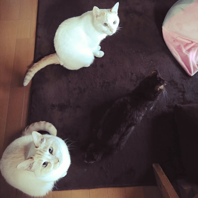 棚/2017.06.14/猫と暮らす/保護猫/完全室内飼い...などのインテリア実例 - 2017-06-14 06:02:02