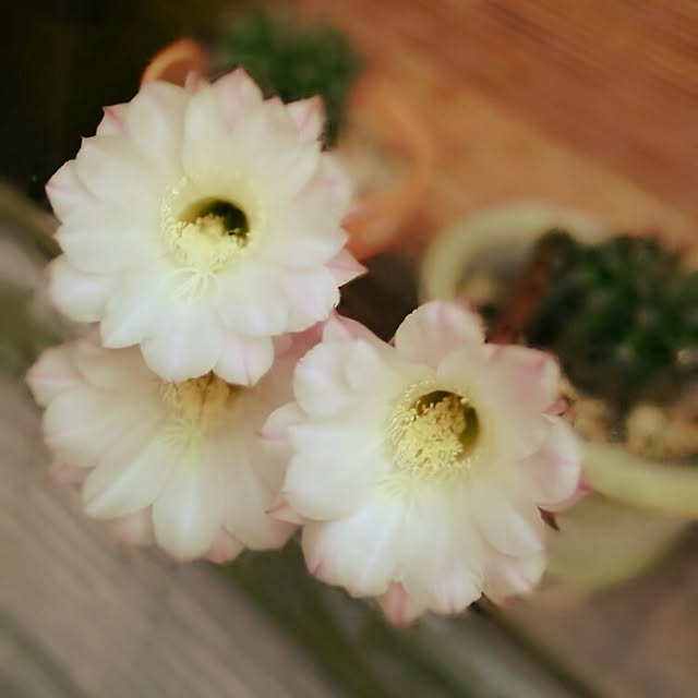 kaorinさんの実例写真