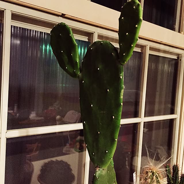 Junkoさんの実例写真