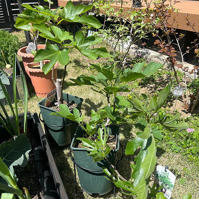 Virolさんの部屋