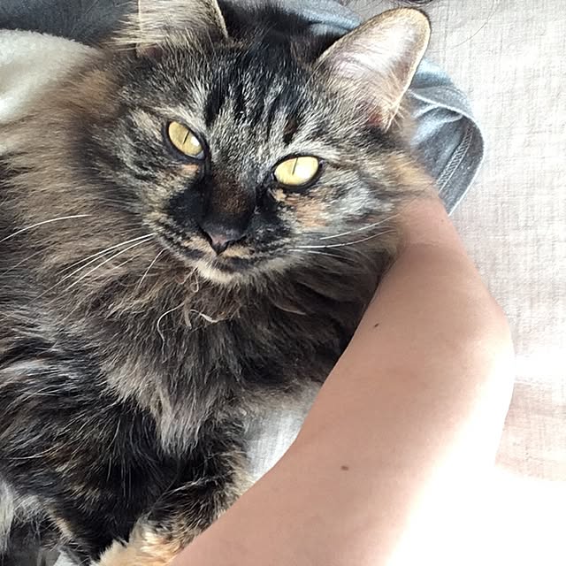mikomaruさんの実例写真