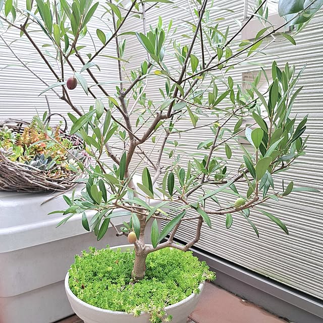 Jijiさんの部屋