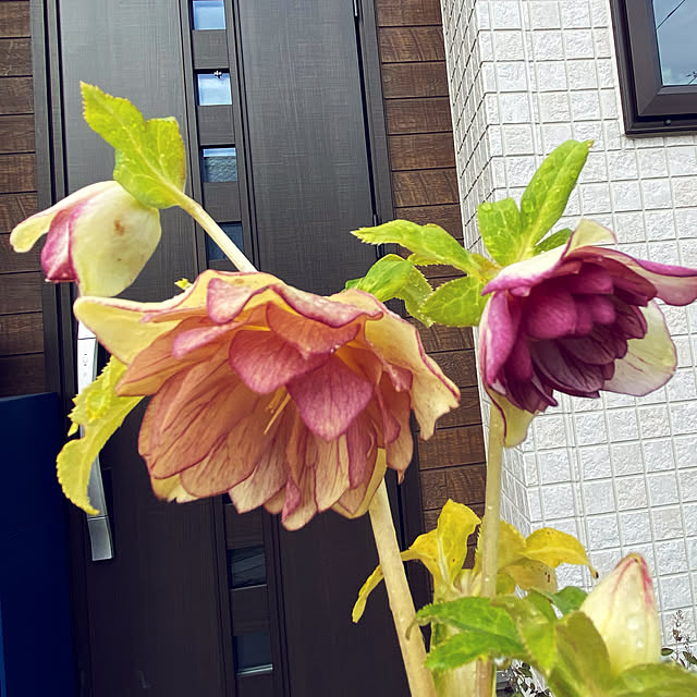 moainanoさんの実例写真