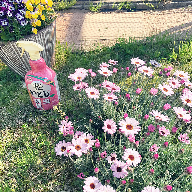 cyaroさんの部屋