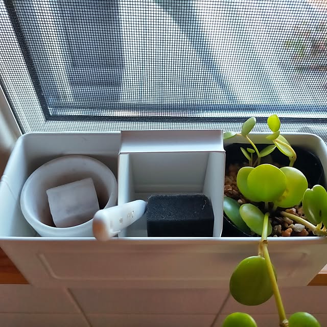 Kaeluさんの部屋