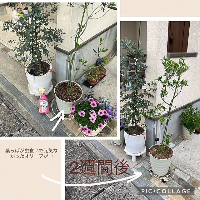 miyumiyuさんの実例写真