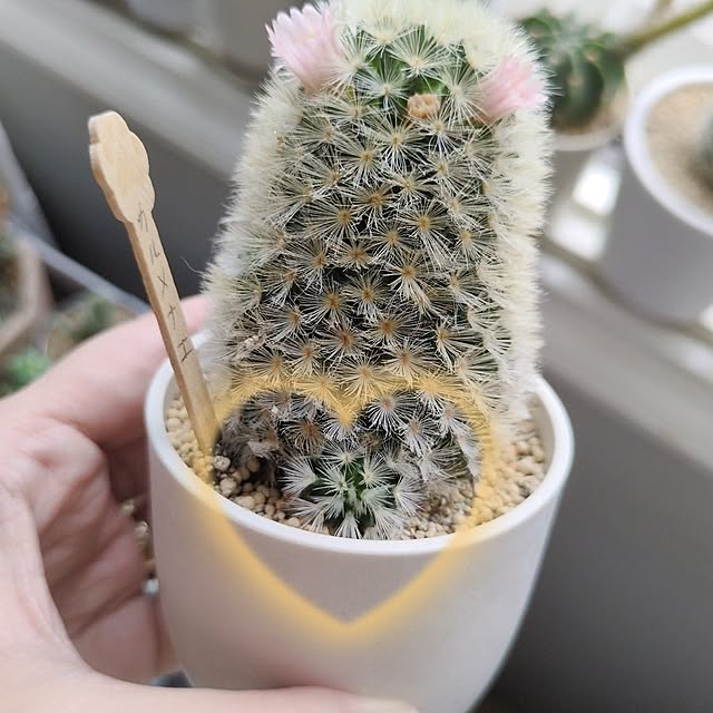 cocomintさんの実例写真